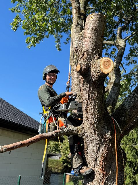 Prořez třešně u rodinného domu – fotka 2